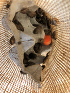 Dubia Roaches for sale packaged in a bag.