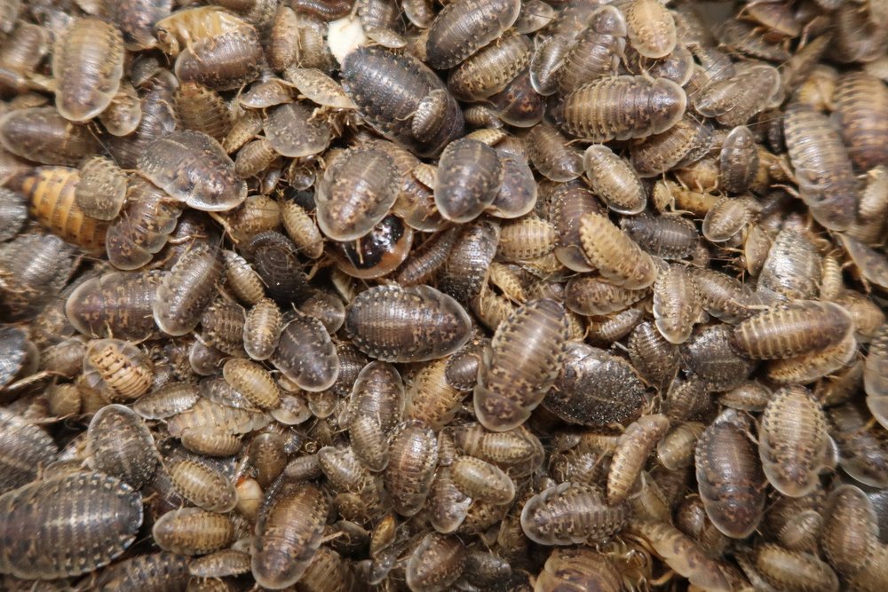 Live Dubia Roach Feeder Insects, 50 / Small (1/4"-3/8")