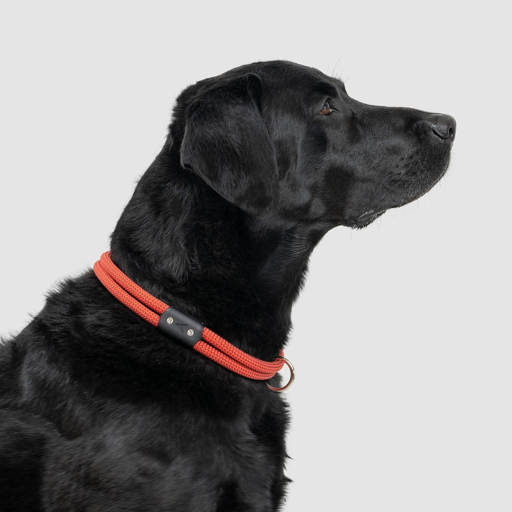 Climbing Rope Slip-On Dog Collar product image 11