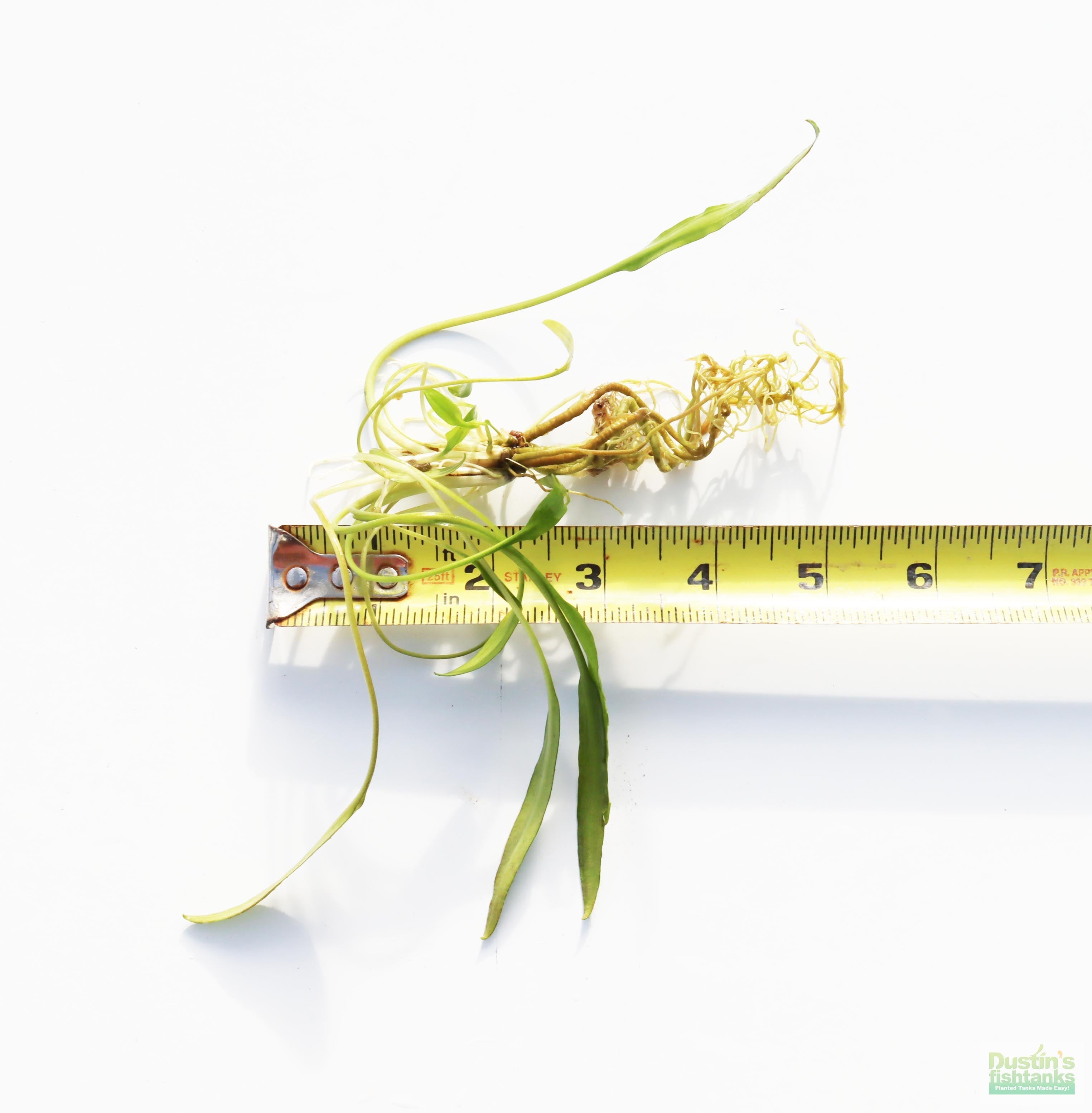 Cryptocoryne Aquarium Plant Pack product image 19