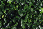 Live Anubias Nana Petite Aquarium Plant product image 25