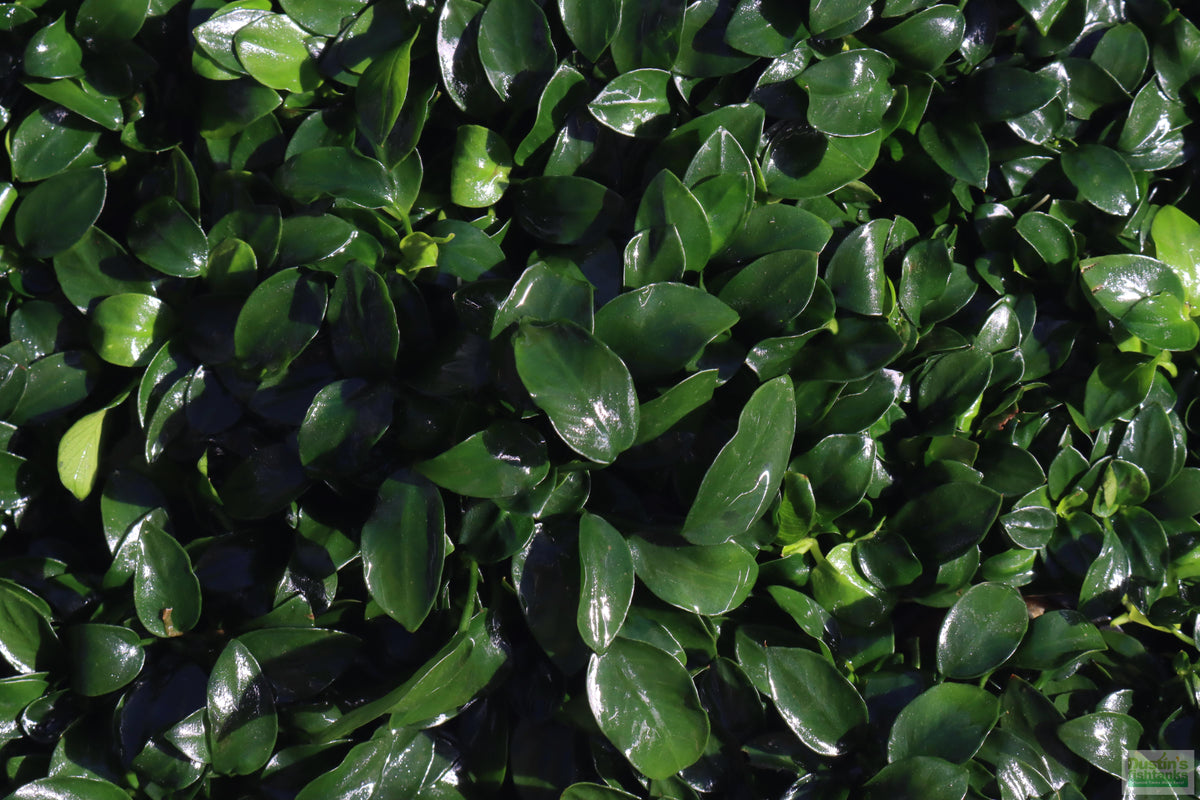 Live Anubias Nana Petite Aquarium Plant product image 25