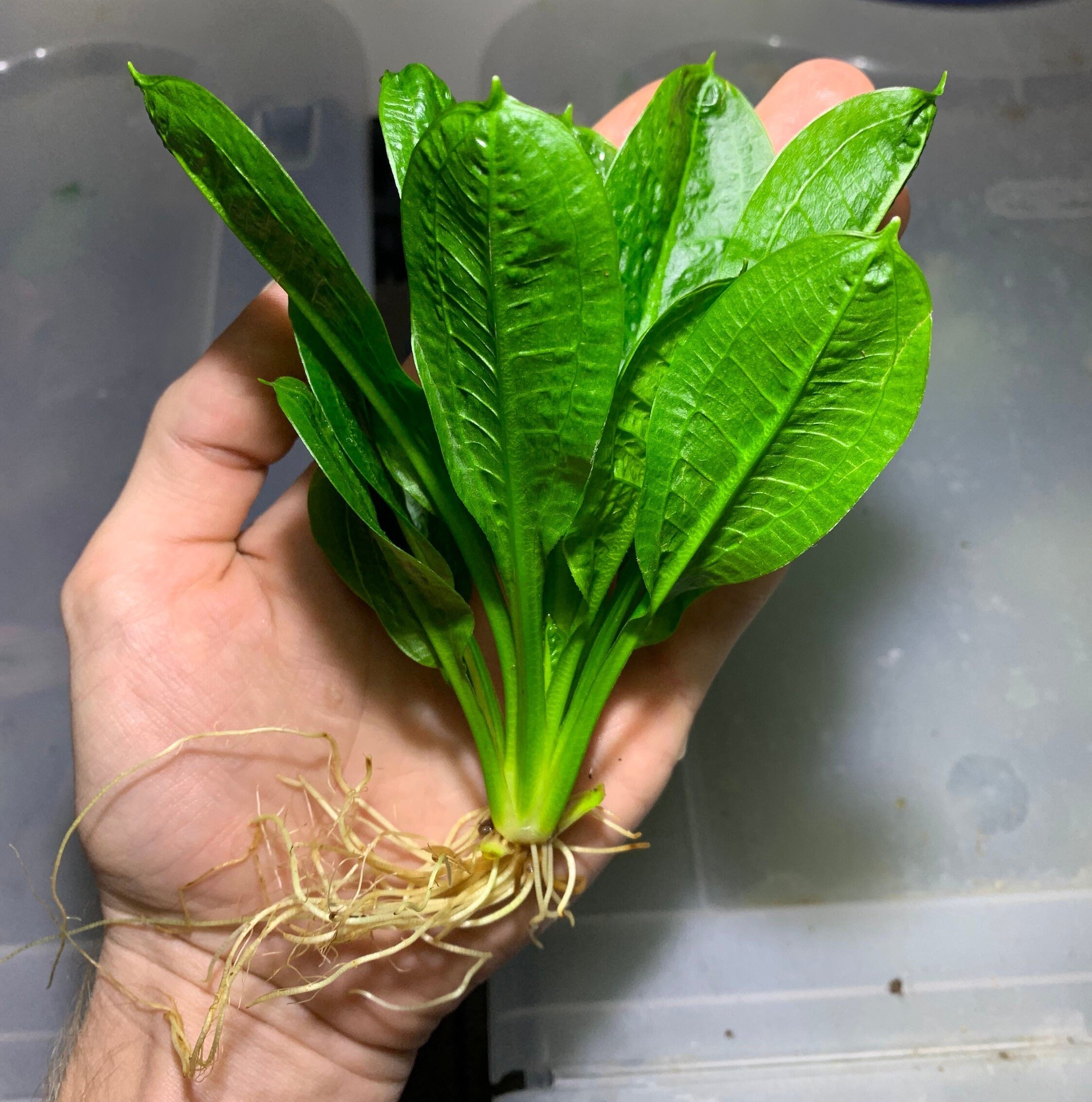Live Freshwater Aquarium Plant product image 1