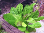 Live Freshwater Aquarium Plant product image 2