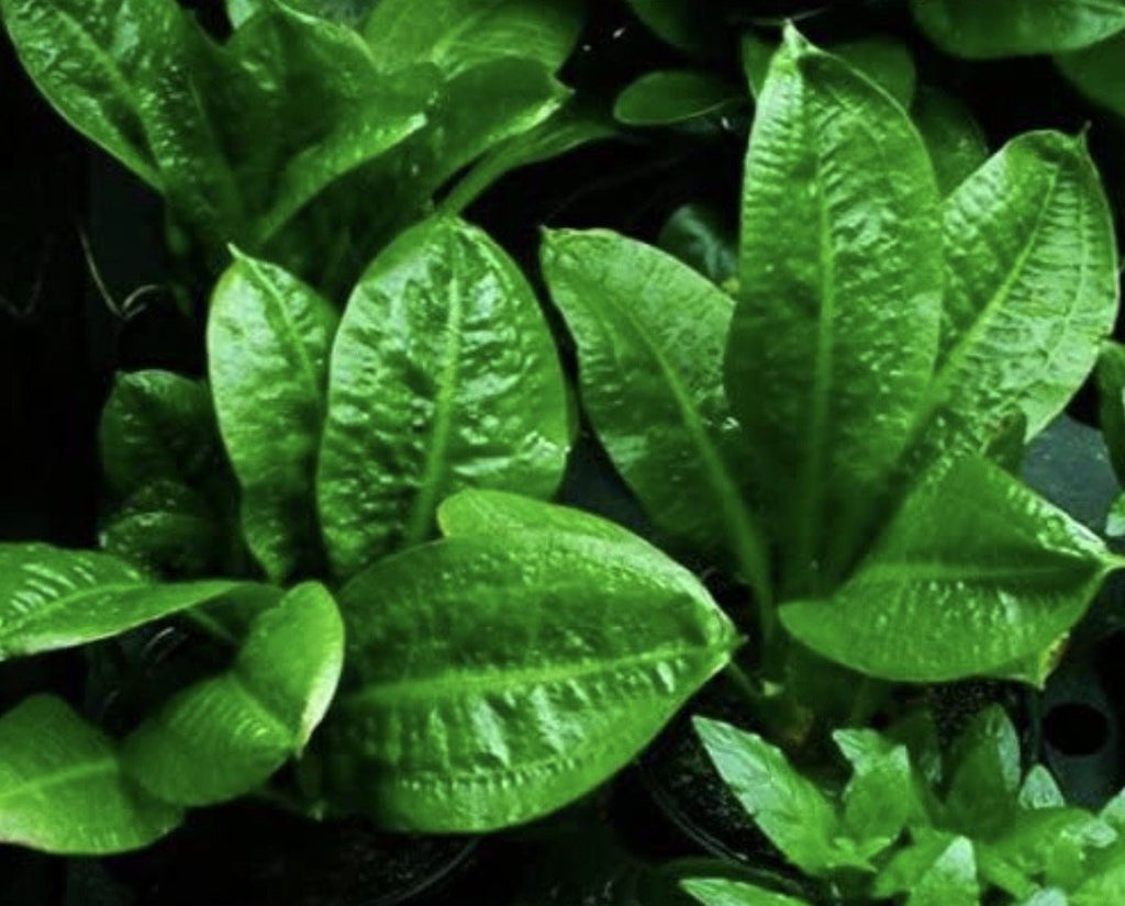 Live Freshwater Aquarium Plant product image 3