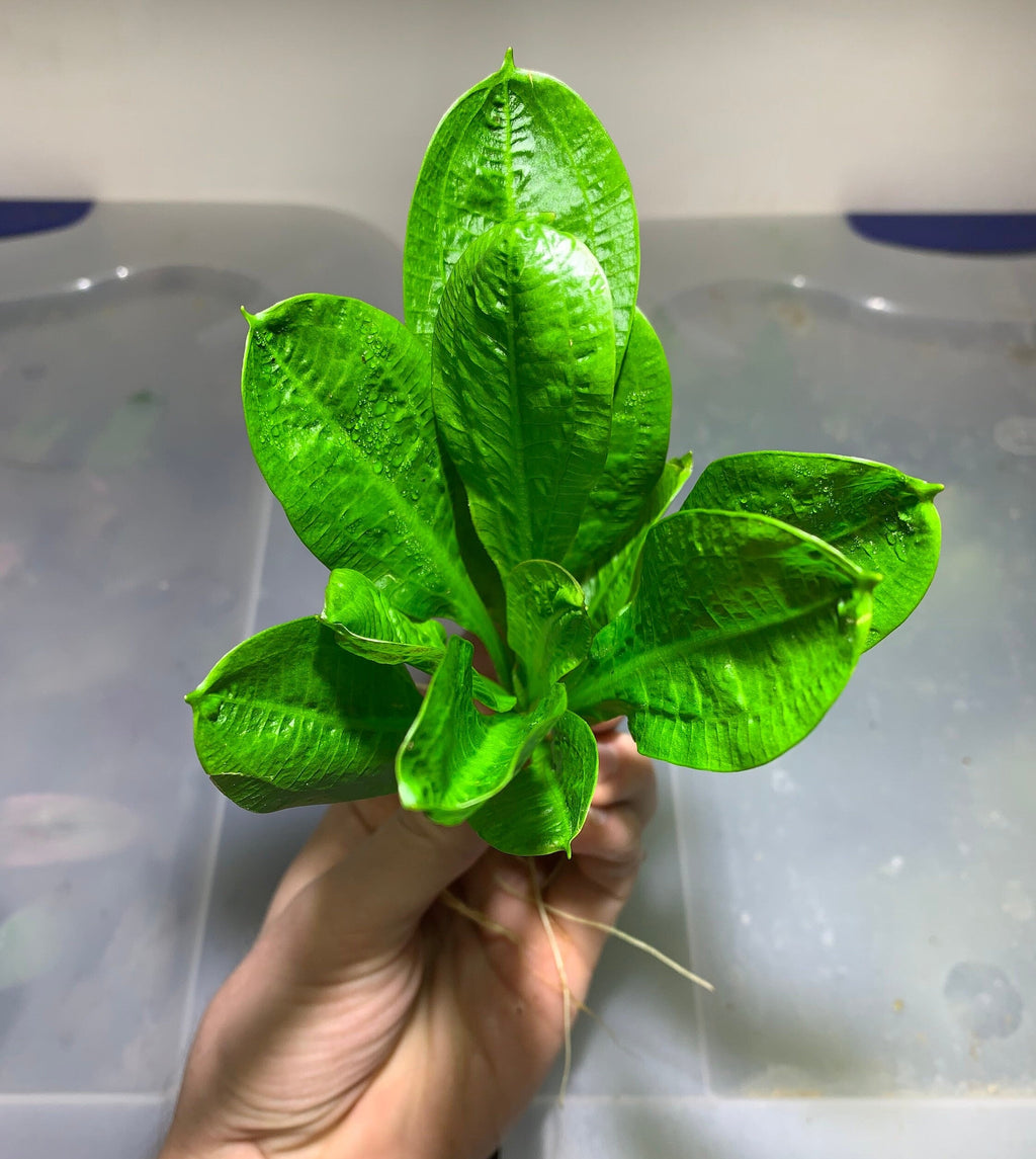 Live Freshwater Aquarium Plant product image 4