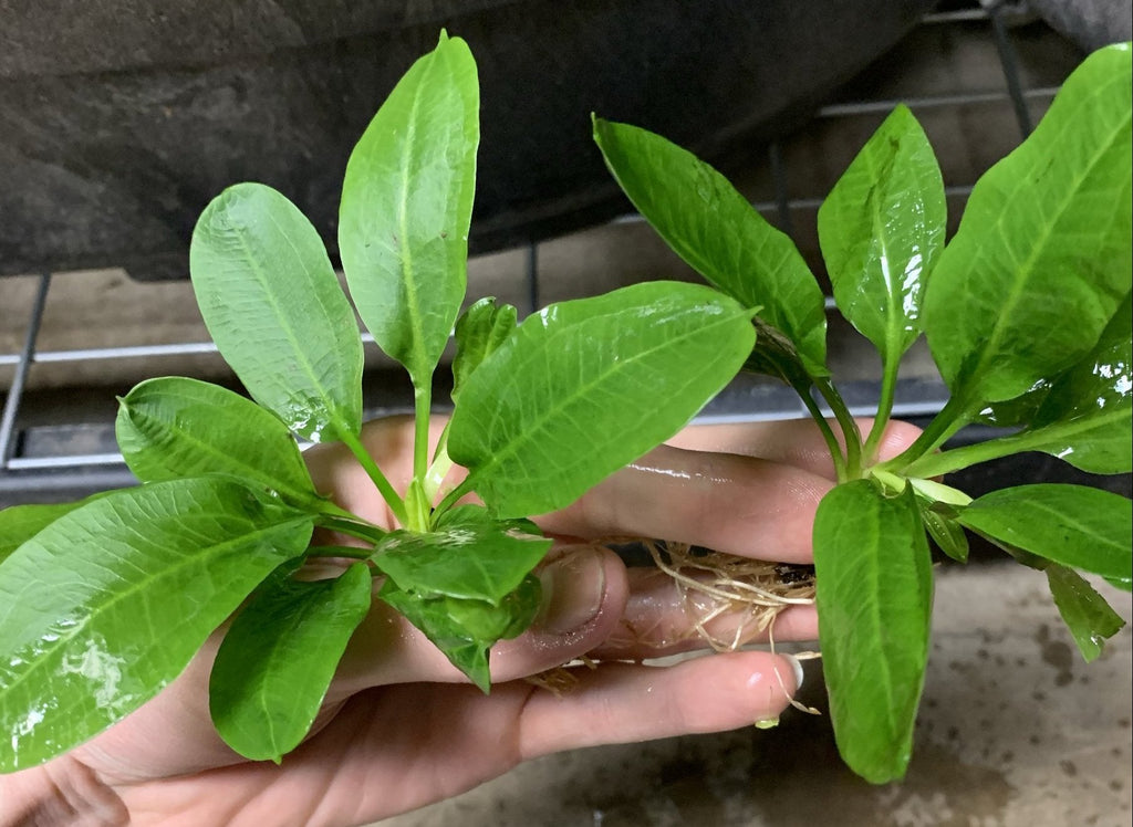 Live Freshwater Aquarium Plant product image 5
