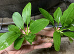 Live Freshwater Aquarium Plant product image 5