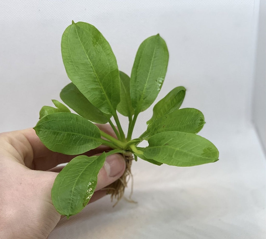 Live Freshwater Aquarium Plant product image 6