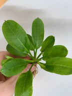 Live Freshwater Aquarium Plant product image 7