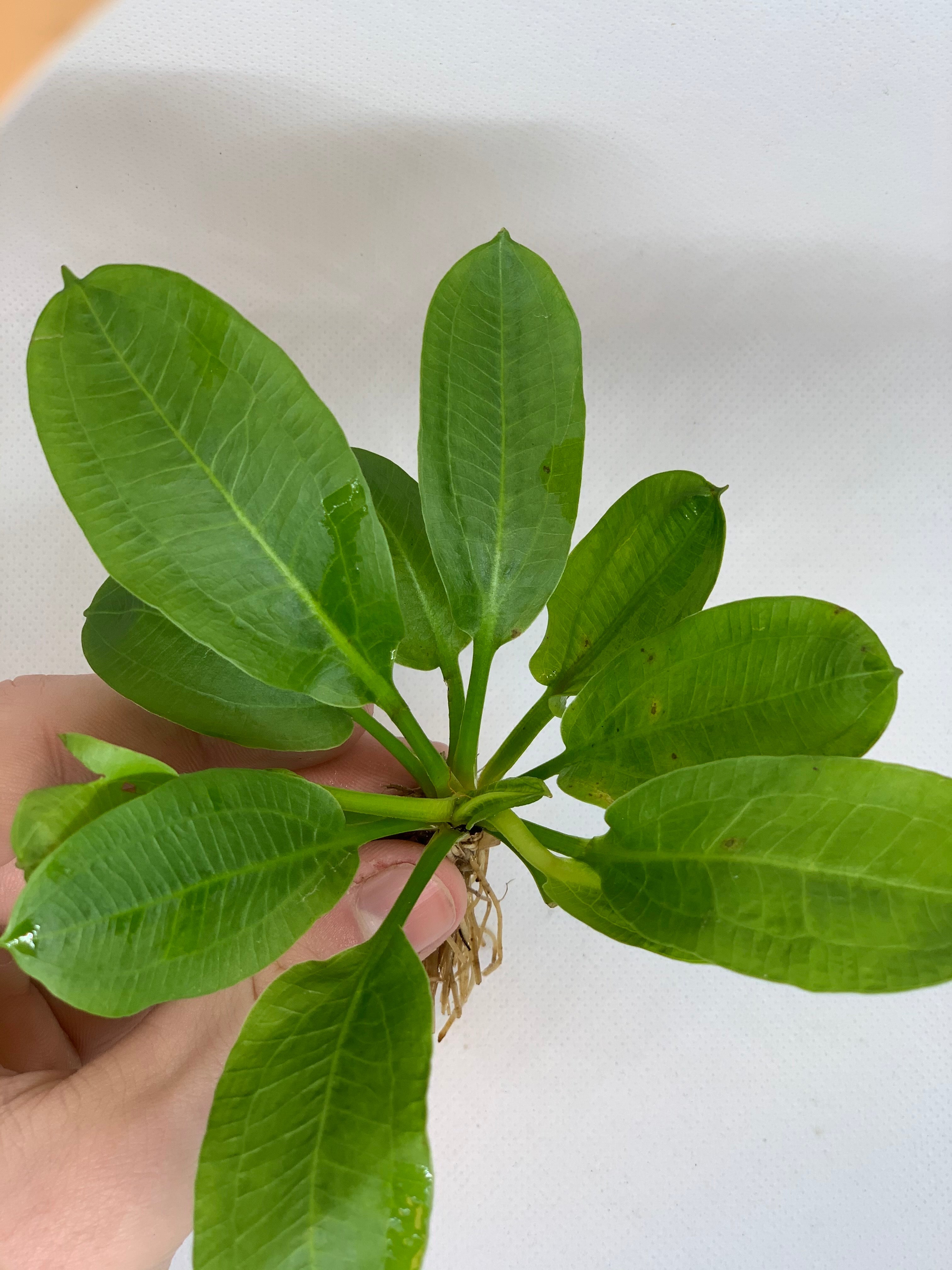 Live Freshwater Aquarium Plant product image 7