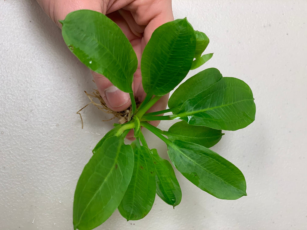Live Freshwater Aquarium Plant product image 8