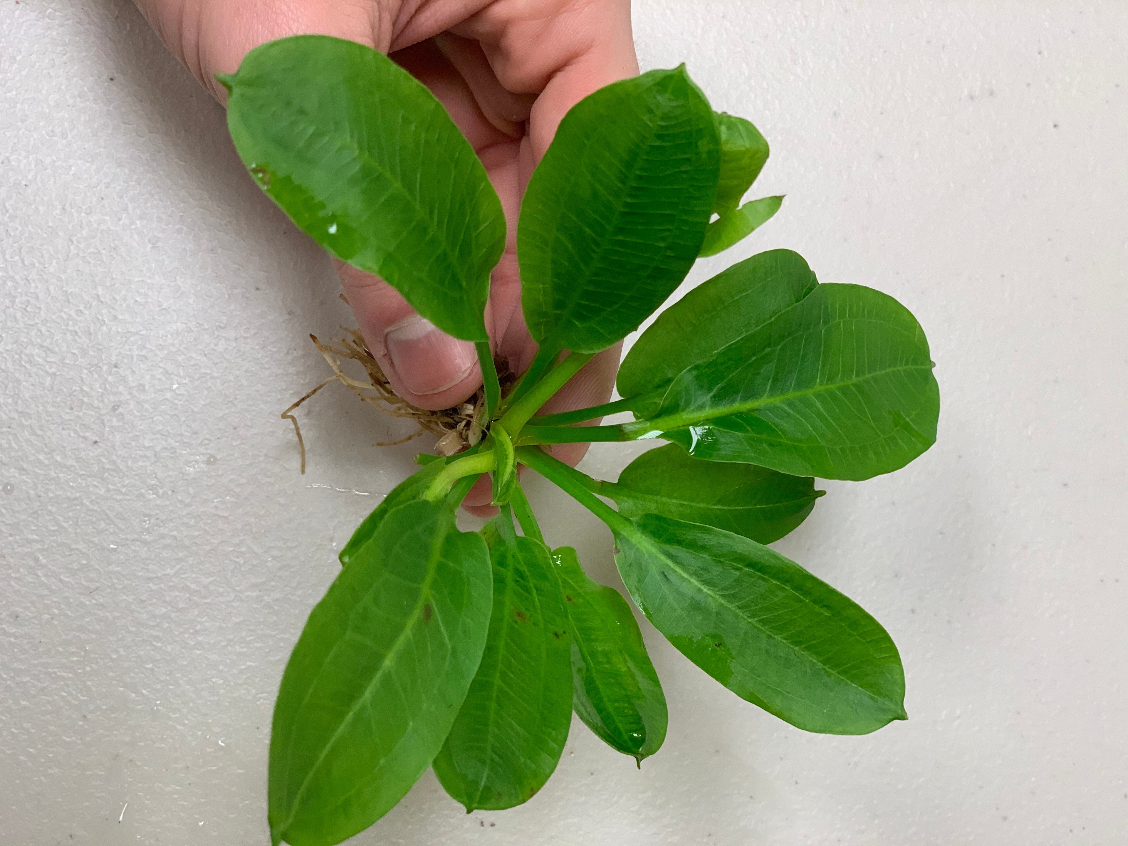 Live Freshwater Aquarium Plant product image 8