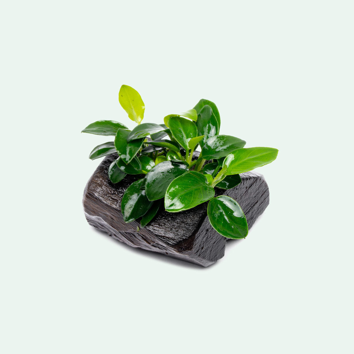 Live Aquarium Plant product image 1