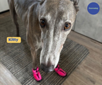 Greyhound and Whippet Dog Boots product image 30