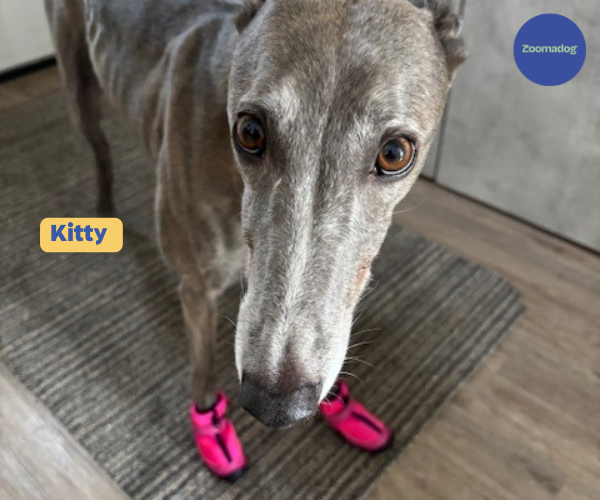 Greyhound and Whippet Dog Boots product image 30