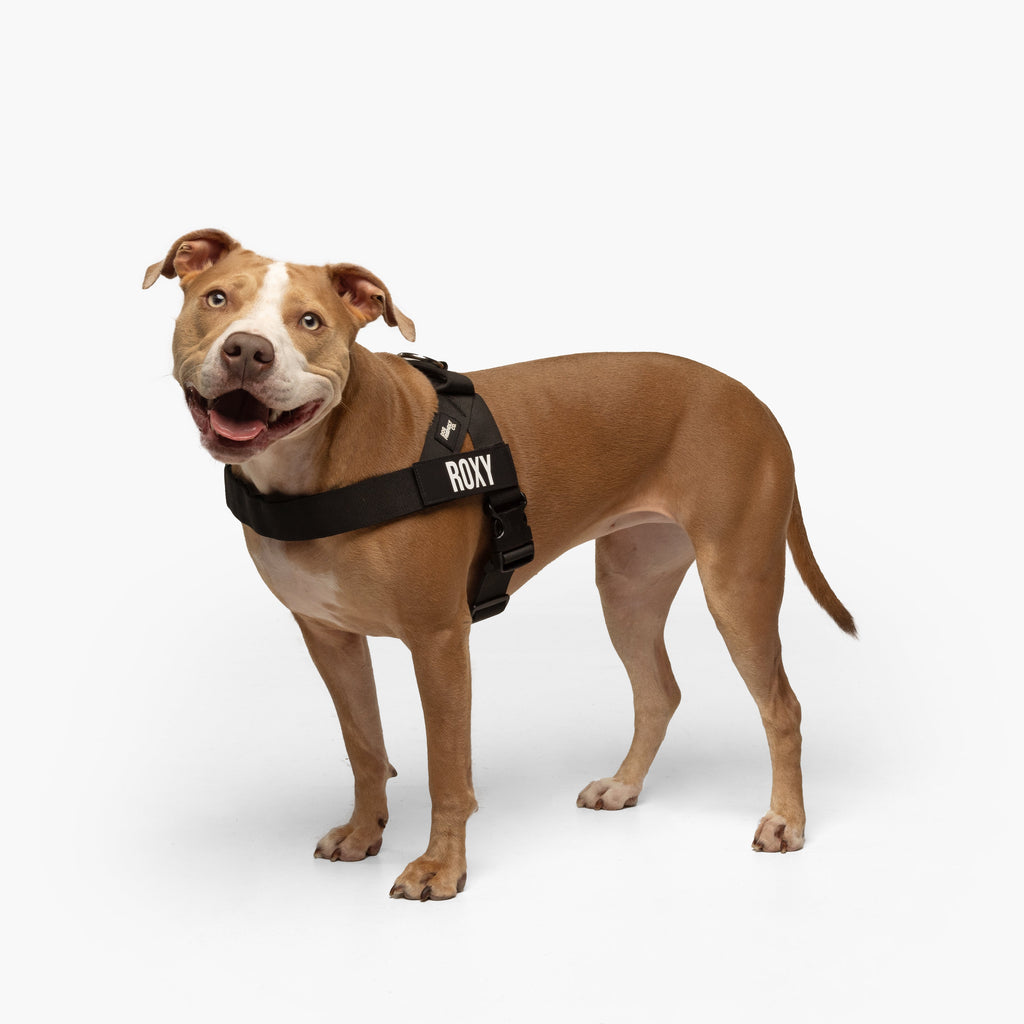 Adjustable Grab-Handle Dog Harness product image 3
