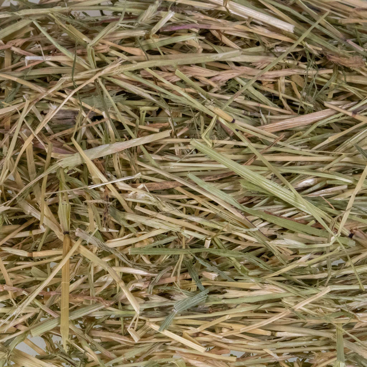 Orchard Grass Hay product image 2