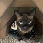 Expandable Cardboard Tunnel product image 8