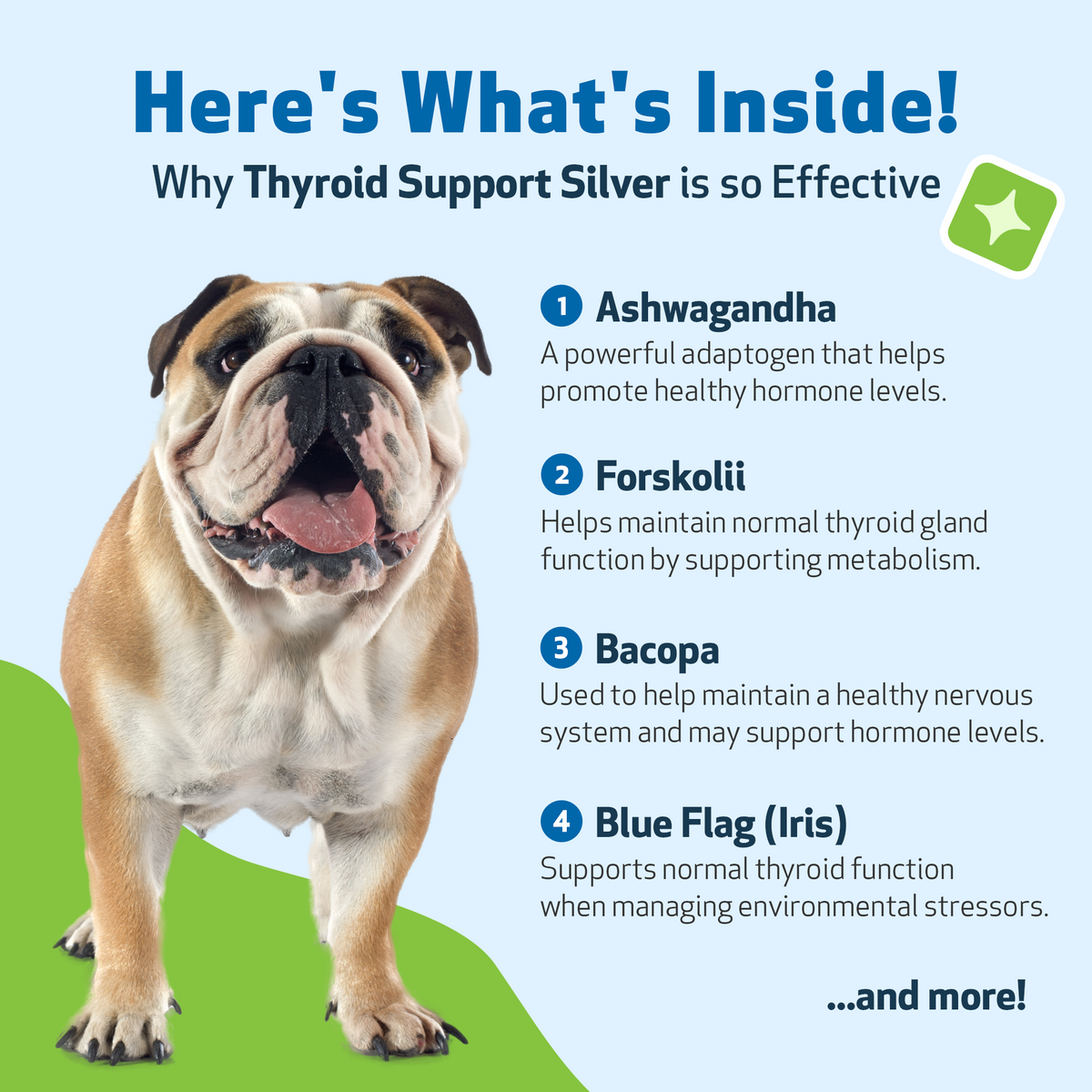 Dog Thyroid Supplement product image 7
