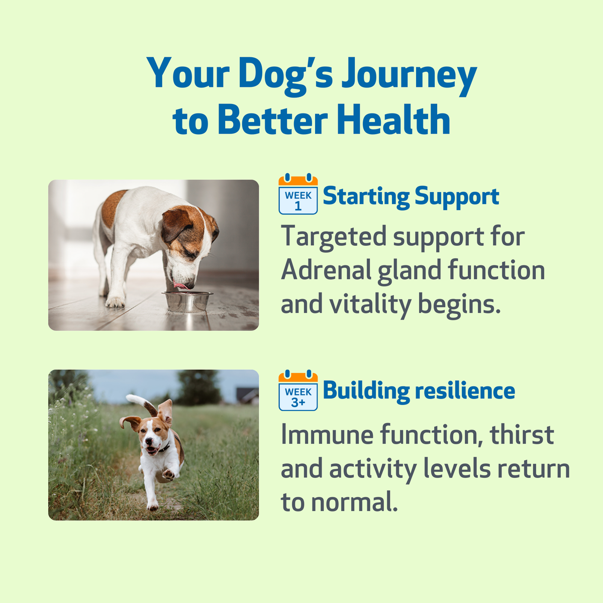 Dog Adrenal Supplement product image 10