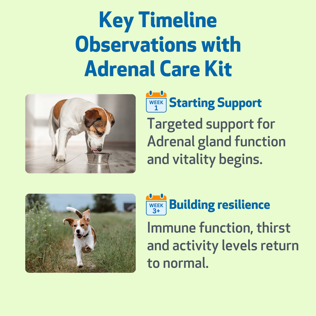 Dog Adrenal Supplement Kit product image 6