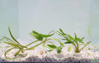 Cryptocoryne Aquarium Plant Pack product image 5