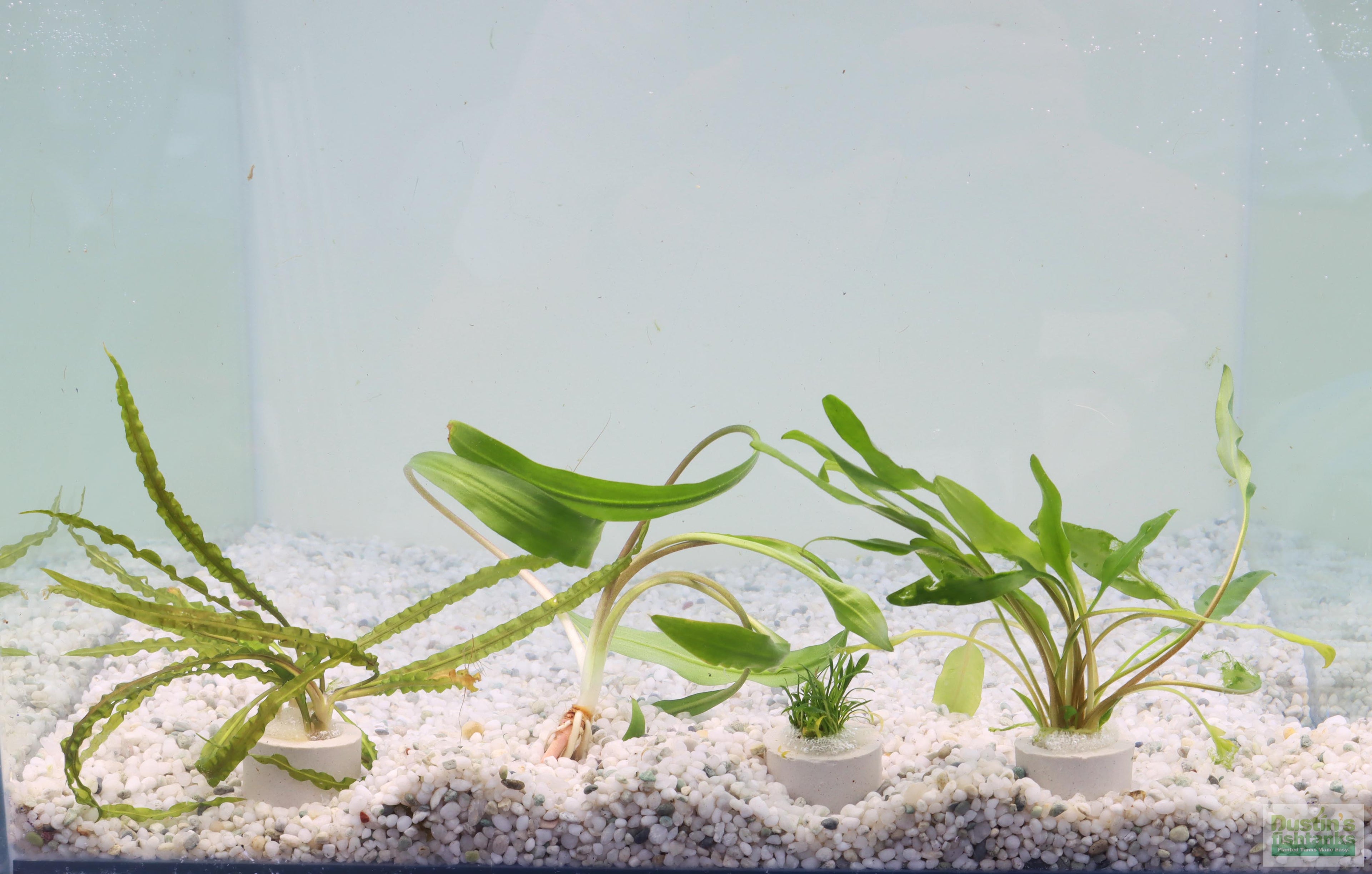 Cryptocoryne Aquarium Plant Pack product image 5