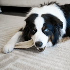 Elk Antler Dog Chew product image 2