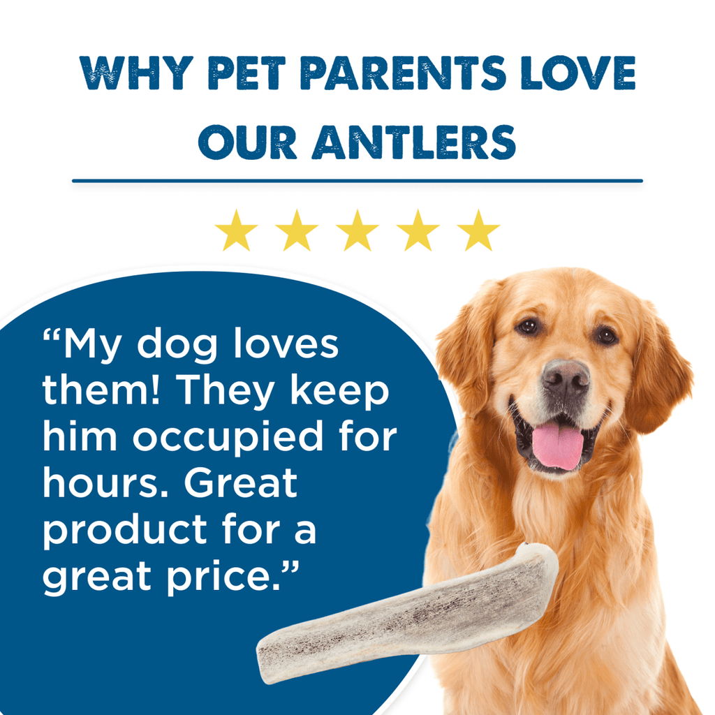 Elk Antler Dog Chew product image 5