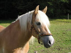 Equine Allergy Support product image 5