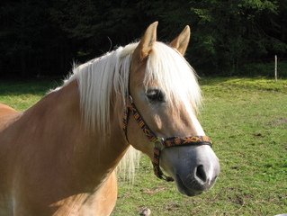 Equine Allergy Support product image 5