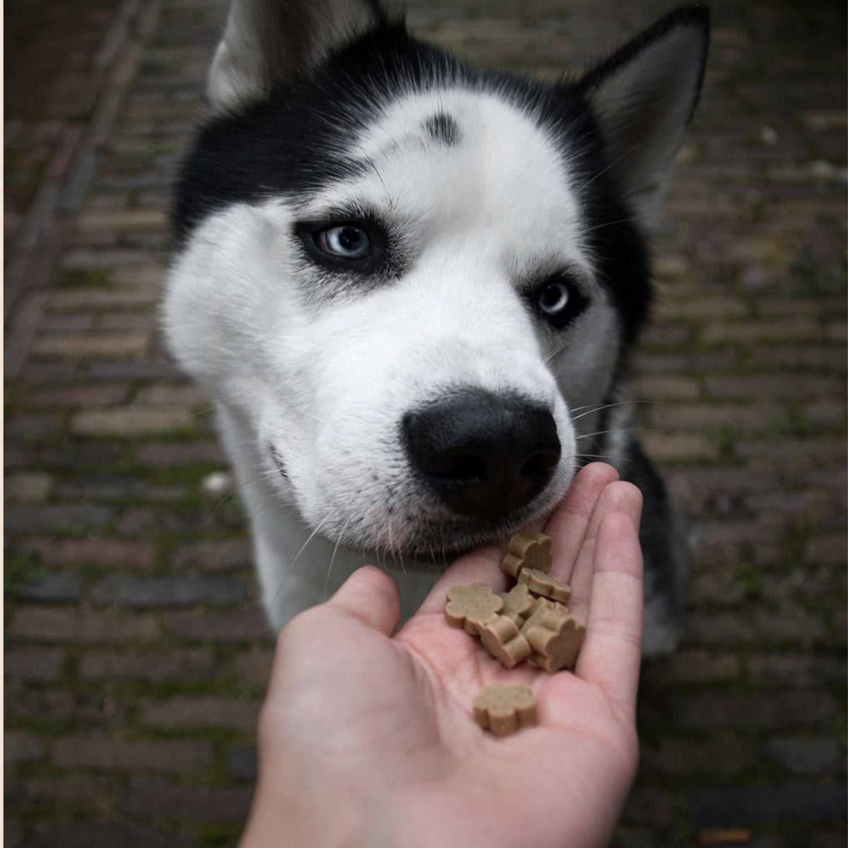 Dog Treats product image 6