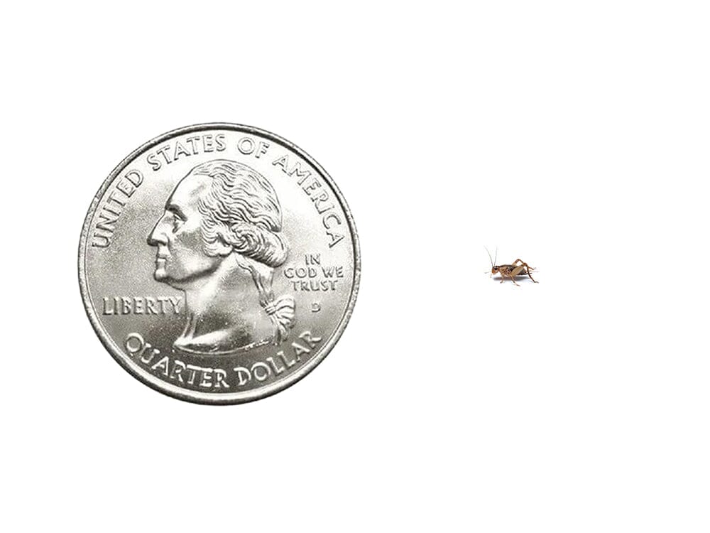 Live Banded Cricket Feeder Insects product image 5