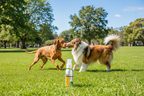 Pet Joint Supplement product image 2