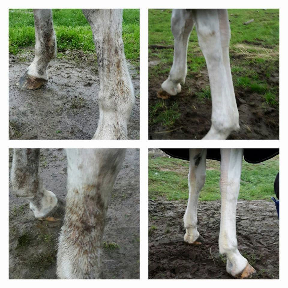 Horse Immune Support product image 6