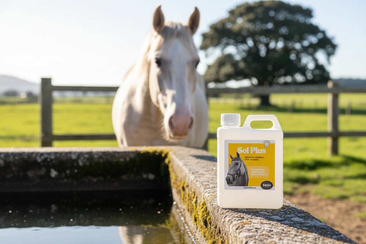 Equine Immune Support product image 5