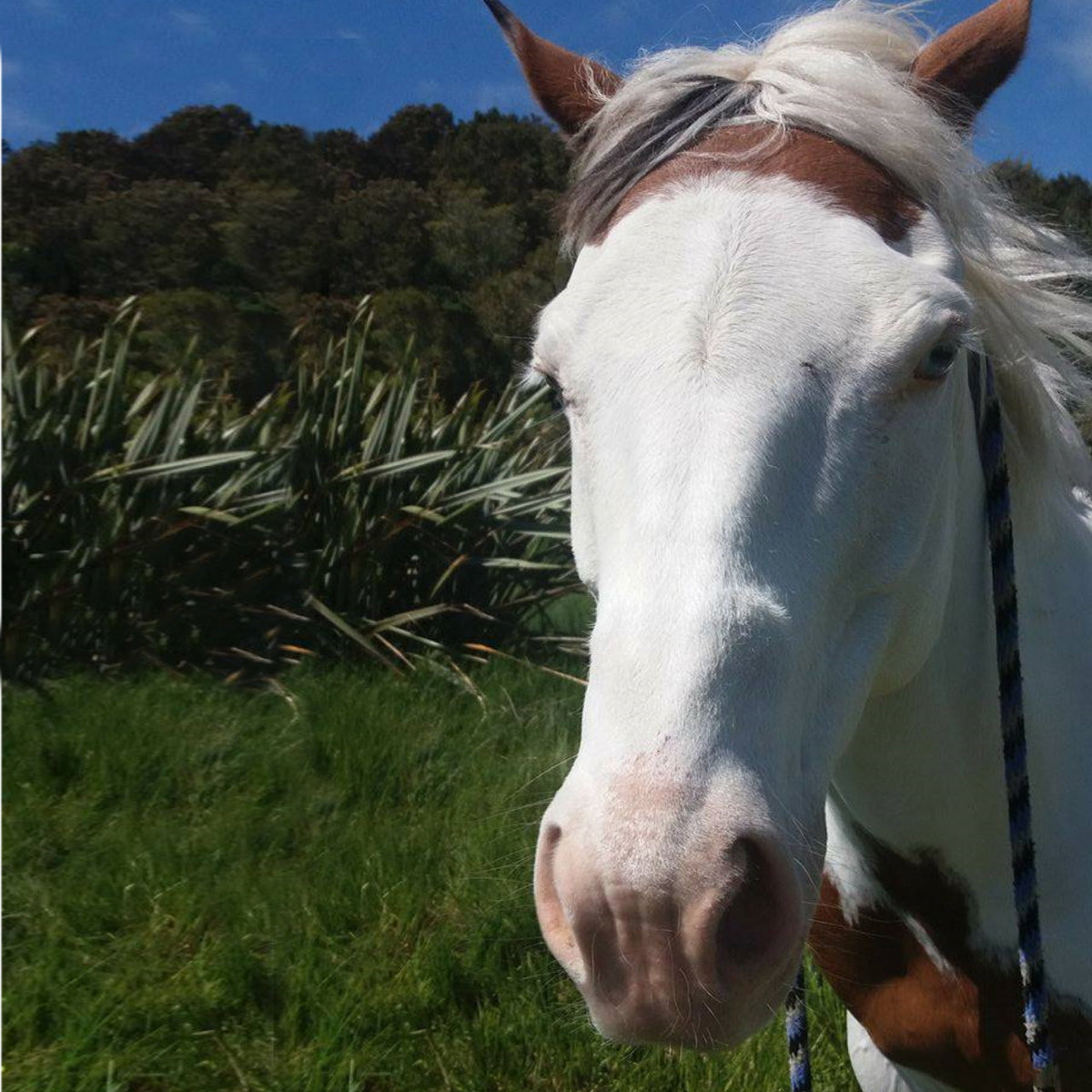 Equine Immune Support product image 6