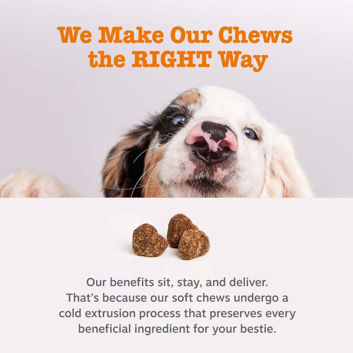 Dog Probiotic Chew product image 7