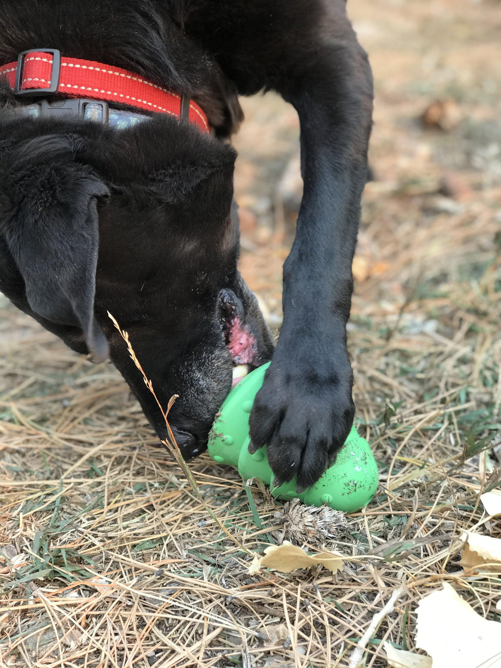 Dog Treat Toy product image 8