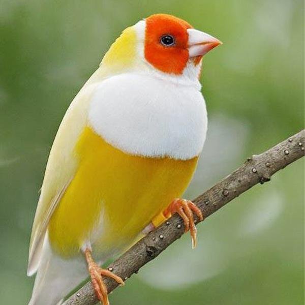 Gouldian Finch product image 1