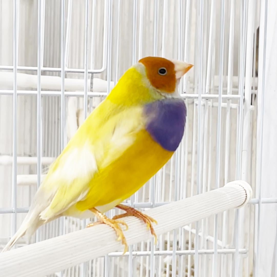 Gouldian Finch product image 2