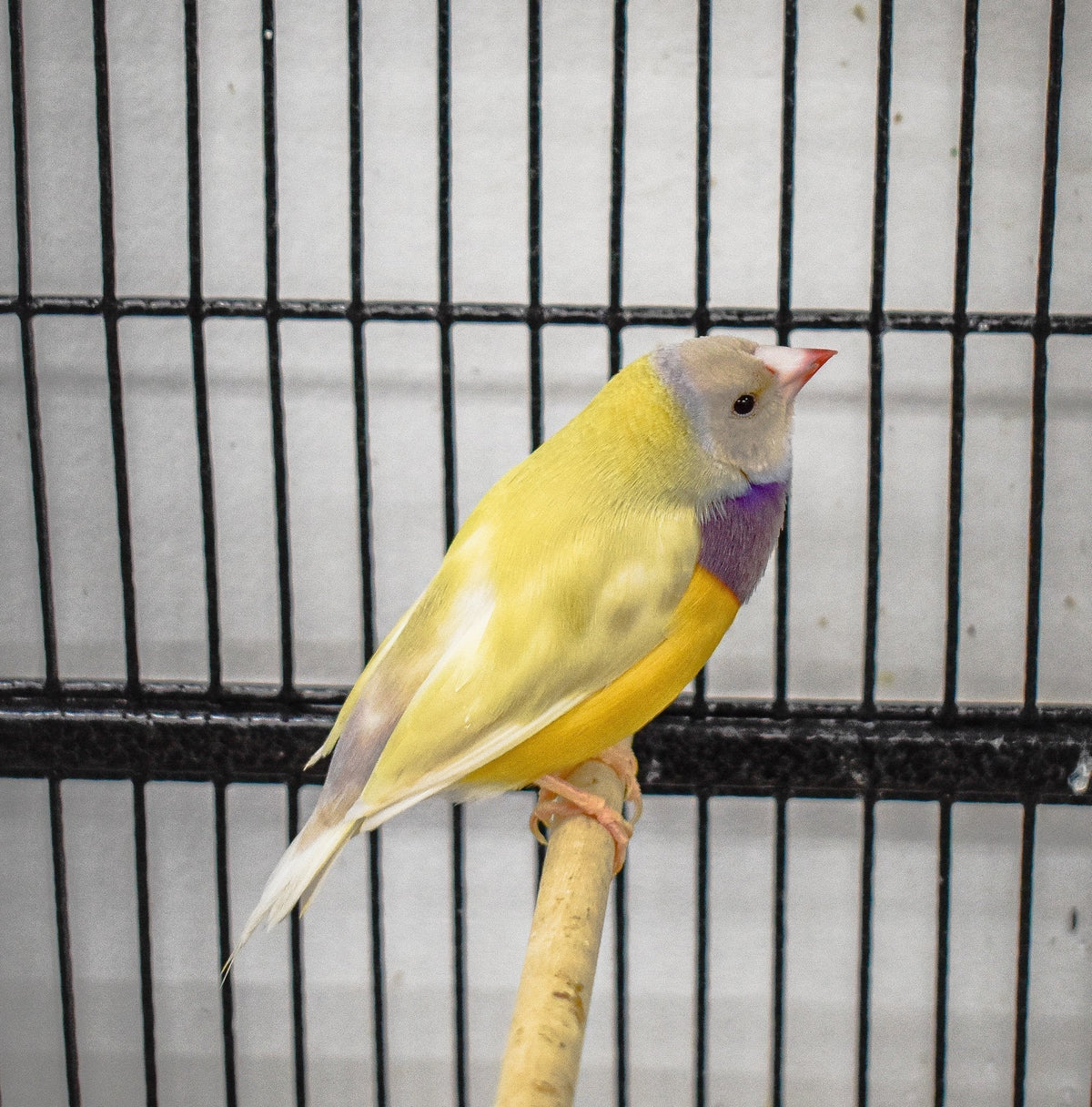 Gouldian Finch product image 3