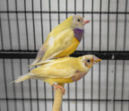 Gouldian Finch product image 4