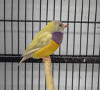 Gouldian Finch product image 5