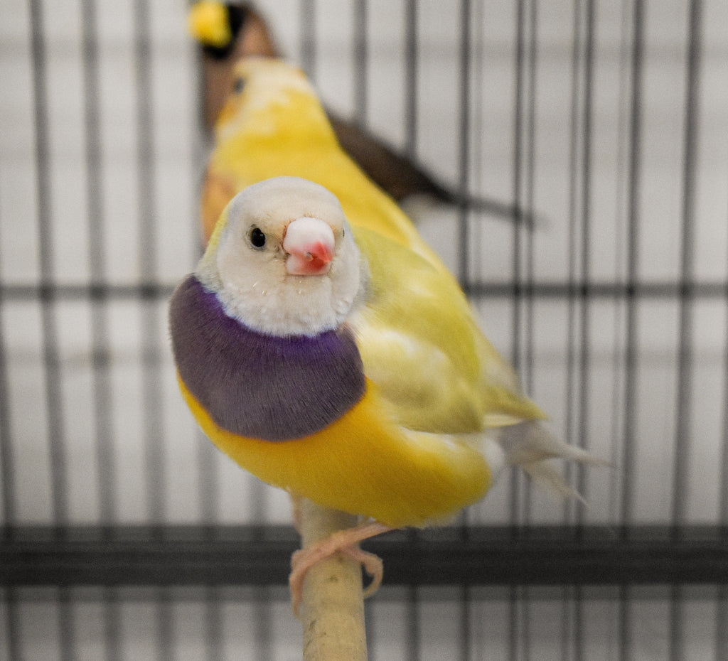 Gouldian Finch product image 7