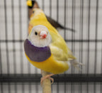 Gouldian Finch product image 7