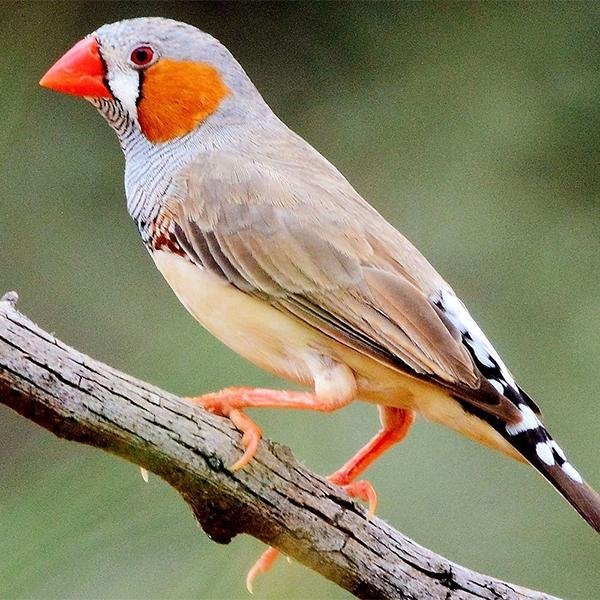 Zebra Finch product image 1