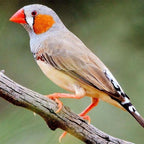 Zebra Finch product image 1