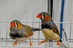 Zebra Finch product image 2